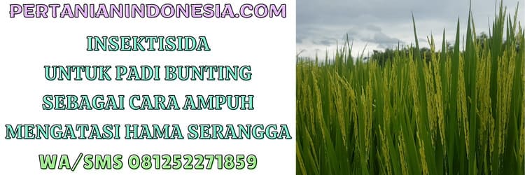 serangga,insektisida,padi bunting,hama serangga,pestisida